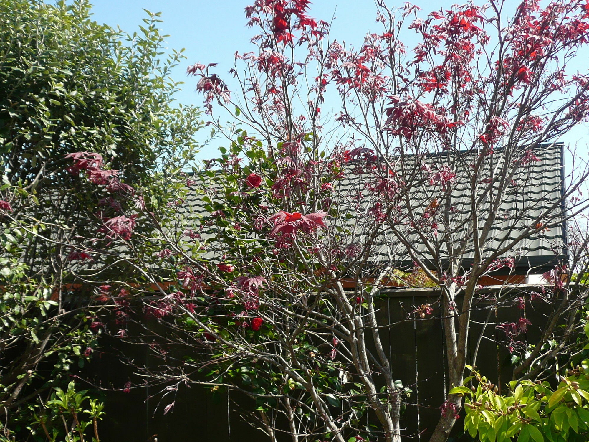 Kershaw House Bed & Breakfast Richmond Bagian luar foto